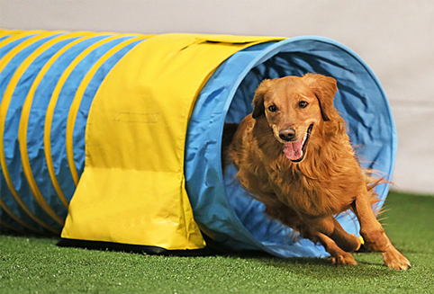How to choose a suitable dog agility tunnel for your dog